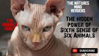 Unbelievable Sixth Sense of Six Animals(@theanimalshabit)