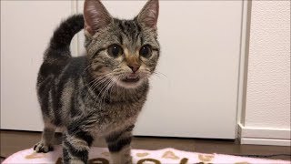 カリカリを心ゆくまで食べまくる子猫