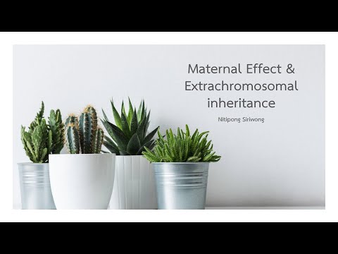 บทที่ 8 Maternal effects