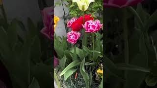 Our Tulip Garden (May 2026) Teaser