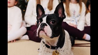 Boston Terrier Puppy’s First Year—Happy Birthday Poppy!🎂 by Poppy the Boston Terrier  4,503 views 1 year ago 4 minutes, 57 seconds