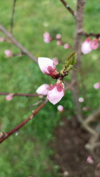 Music by Yevhen Onoychenko: Wings of Hope from Pixabay. #spring #nature #naturephoto #naturelovers