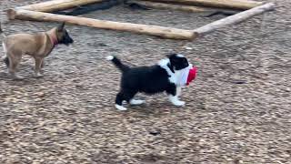 8 week old BELLACLAN BORDER COLLIES
