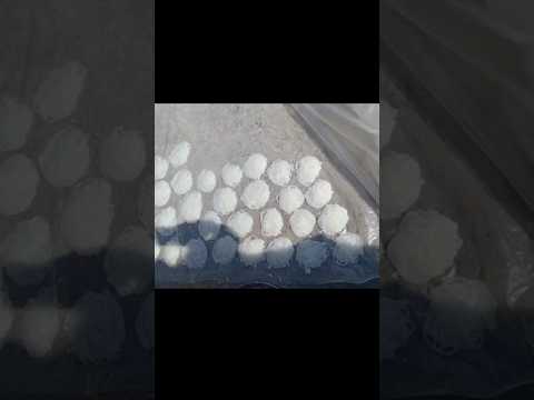 Gavahcya Pithacya Padhrya Subhar Kurdya 