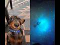 These dogs are funnier than humans ! #funny #rameshuttam #utube #short