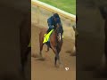 Kentucky Derby Contender Profile: POTENTE