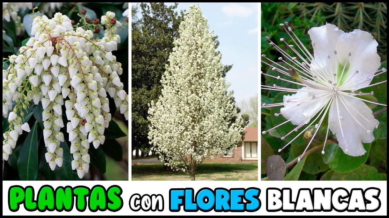 10 PLANTAS con FLORES BLANCAS muy DECORATIVAS