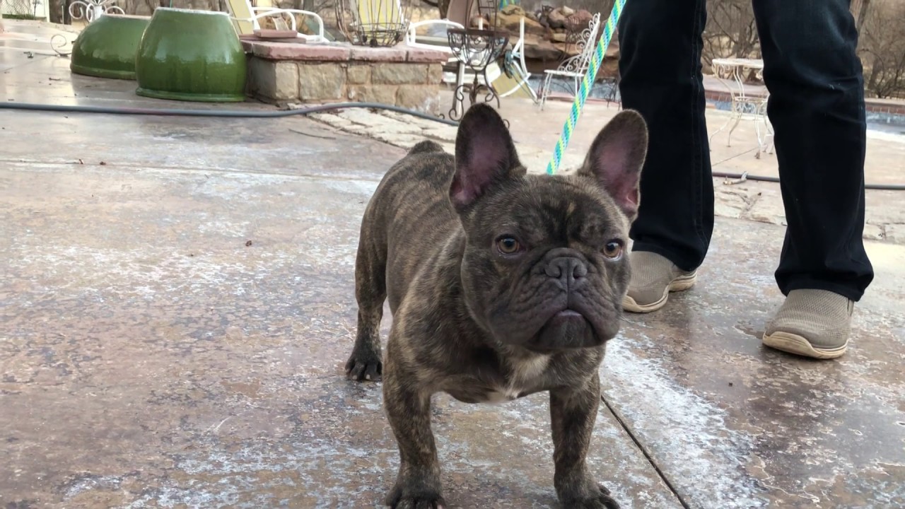 French Bulldogs, Chocolate (for sale) YouTube