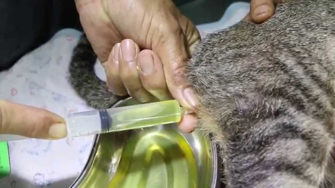 Recurring Dysuria In A 4 year old Male Cat In Yangon 1 3 YouTube Recurring Dysuria In A 4 year old Male Cat In Yangon 1 3 YouTube