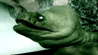 Babble Fish