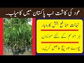 How To Grow Agarwood in Pakistan,Most Expensive Plant is Agarwood, earn mony