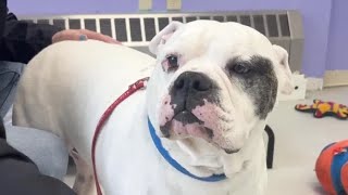 Partnership aims to find forever homes for Rutland County shelter pets