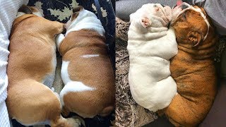 Cutest video compilation about Bulldogs  # 26| 2019| Animal Lovers