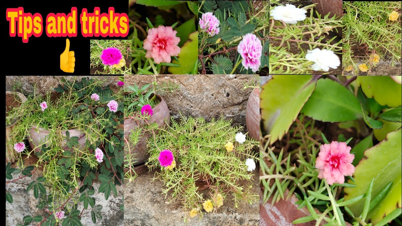 How To Grow Portulaca Plant In Easy Way Fast
