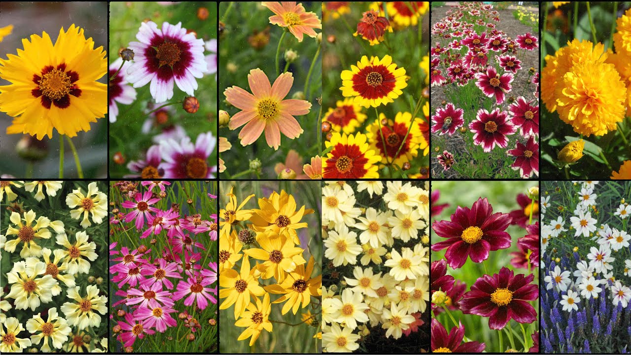 COREOPSIS VARIETIES - Plants Weekly