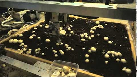 Autonomous Mushroom Picking
