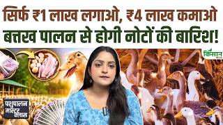Duck Farming Tips: मुर्गी पालन फेल? बत्तख पालन से होगी नोटों की बारिश! हर साल का पक्का मुनाफा