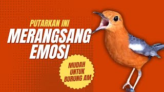 Merangsang Emosi Dalam Hitungan Detik, Pancingan Dan Terapi Anis Merah Macet Bunyi | AMO 2