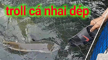 Troll Cá Ăn Dép Và Kết Quả Thật Bất Ngờ- Đội Câu Cẩm Phả (Tập 18)