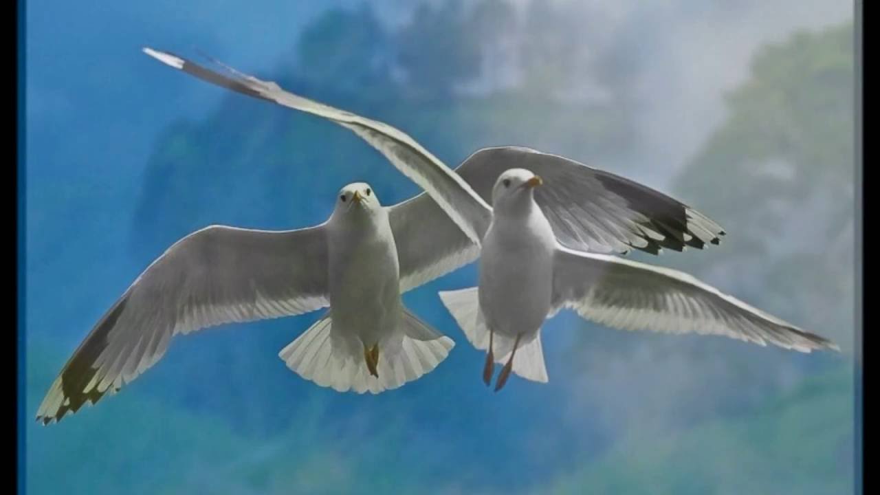 Ascension (Dos alas para le vuelo) Afredo Espino YouTube