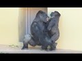Shabani シャバーニ Gorilla family is energetic. ゴリラの家族は元気です キヨマサ、アニー、アイ、ネネ Kiyomasa Nene Ai Annie - #32