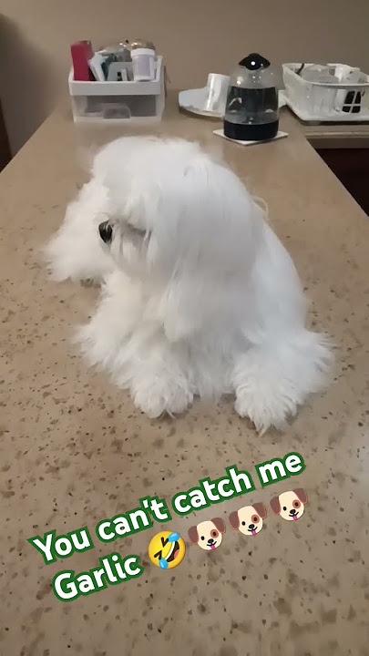 Catch Me SuGarlic🤣🐶🐶🐶 #emynick #puppy #pets #dog #dogs #dogshorts #doglife #samoyed #maltese #shorts