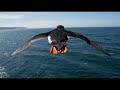 The Untold Life of Puffins | Extreme Survival Journey | Cinematic Wildlife