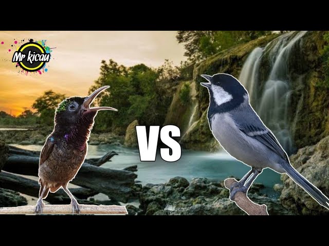 Masteran Hitz Burung Kicau ‼️ Tembakan Kolibri Ninja Vs Gelatik Batu class=