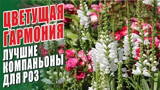 ЛУЧШИЕ КОМПАНЬОНЫ ДЛЯ РОЗ. С ЧЕМ ПОСАДИТЬ РОЗЫ?