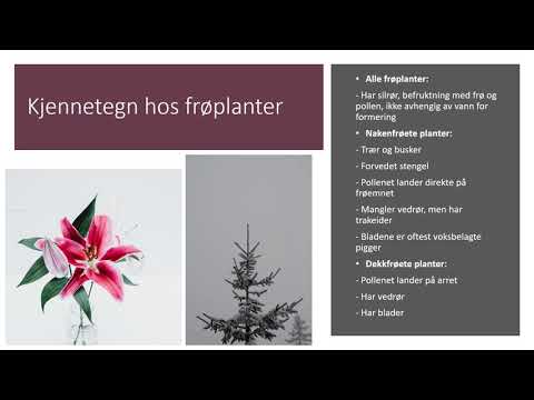 Video: Forskjellen Mellom Frøplante Og Frøplante