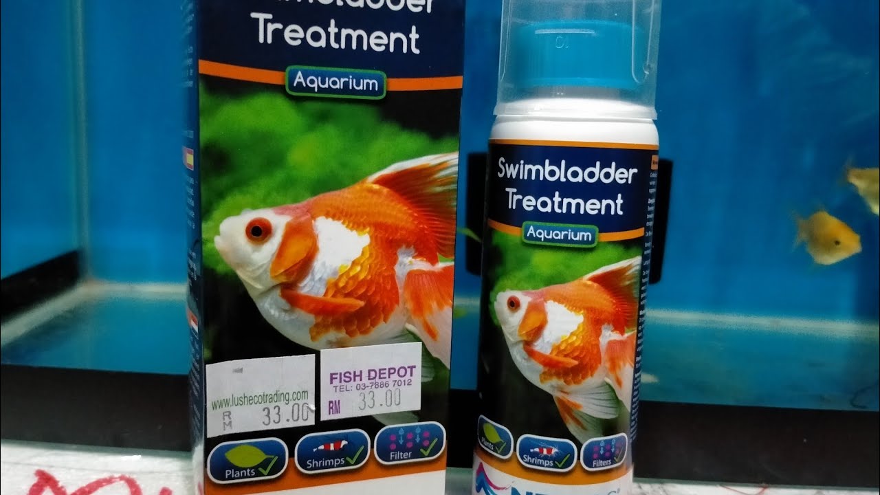 NT Labs Swimbladder Treatment Goldfish YouTube