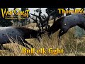 Bull elk fight  wolfquest anniversary edition