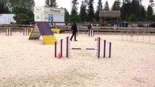 June 7 BC/Yukon Regionals 2013 SteepleChase 2 - Pepper