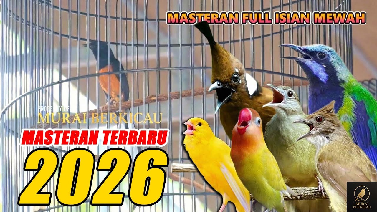 MASTERAN MURAI BATU FULL ISIAN TEMBAKAN KASAR SUARA JERNIH ‼️