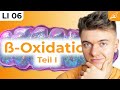 Beta Oxidation Einfach Erklärt Wie Der Körper Fett Verbrennt