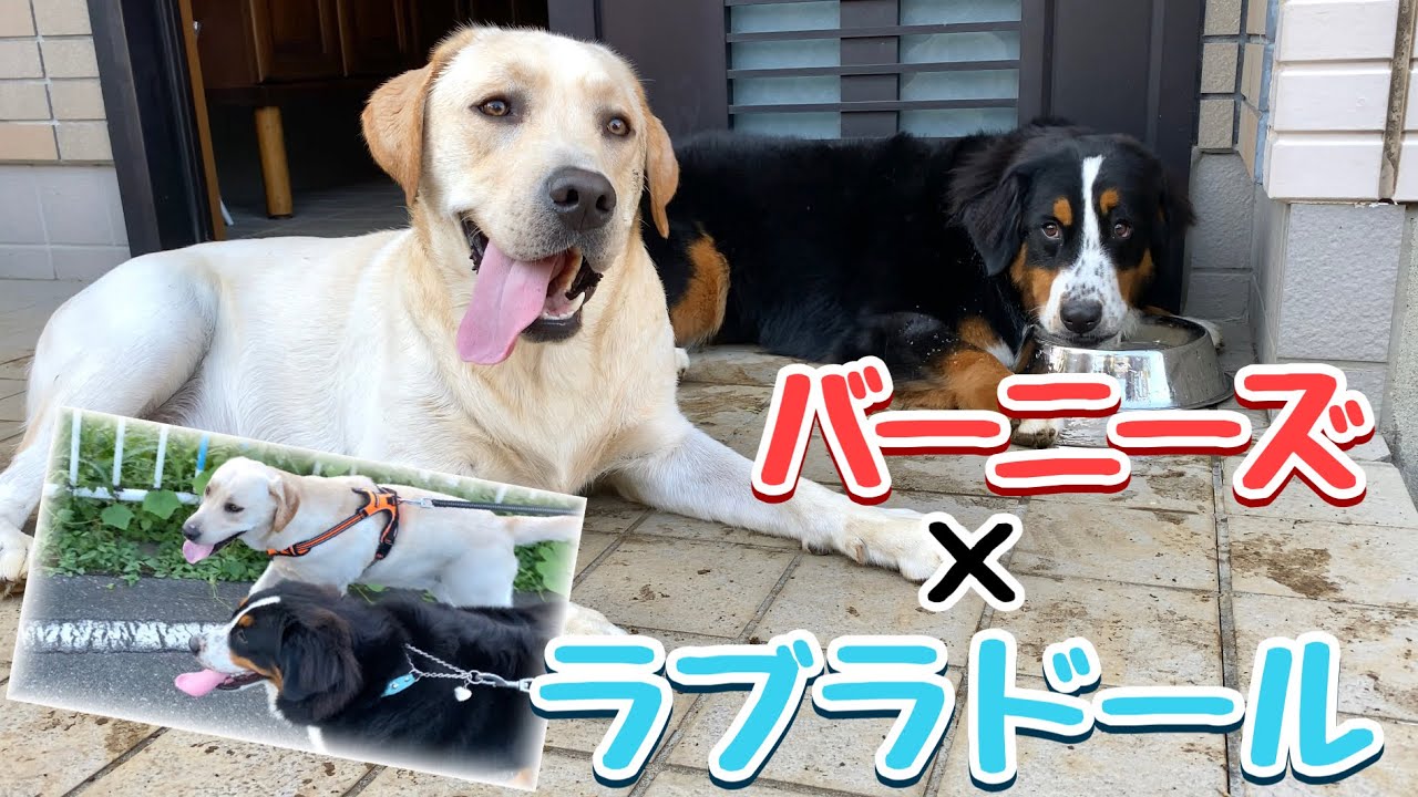 レトリバー♡ラブラドール♡バーニーズオーダーパネル 英国 Studio Daniel × ラリーズカンパニー】イエローラブラドール