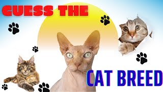 Guess the Cat Breed | Animal Quiz 2024 | Fun Quiz Tus screenshot 5