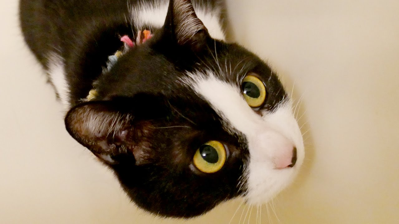 猫カフェ 横浜 笑えるww猫がお風呂大興奮した理由? 変な鳴き声♪ 猫姉さんハッチ　- LolCat Hatch is excited about the bathroom. Funny Cat !