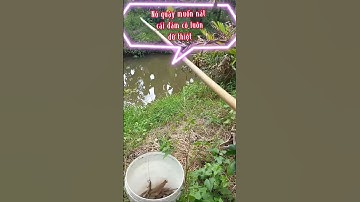 @Câu rắn mối" nó quậy cái đám cỏ" tiếp tục lên 1 con nữa#