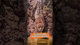 Jaguar: Predator yang Menguasai Amerika? #jaguar #kucing #hewan #fakta unik