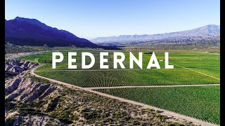 Travel vlog - Pedernal, San Juan: The wines of Argentina with Amanda Barnes' South America Wine Guide