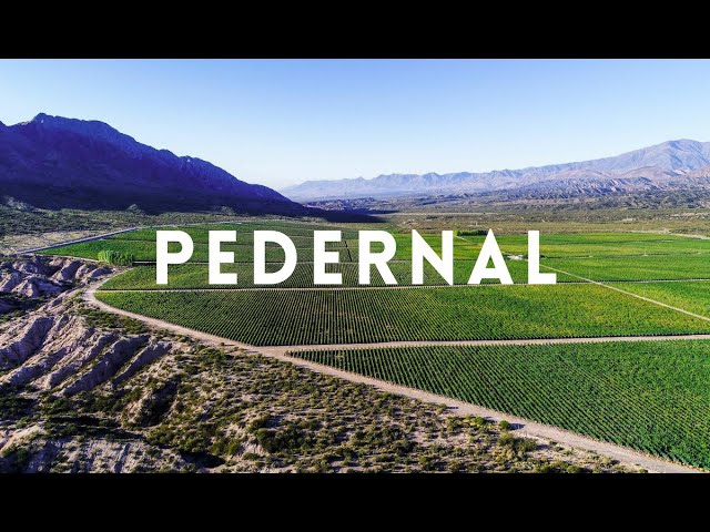Travel vlog - Pedernal, San Juan: The wines of Argentina with Amanda Barnes' South America Wine Guide
