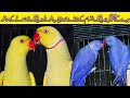 Rare Ring neck mutations and Exotic Parrots | Macaw Cockatoos Alexandrine Parrot | Beauty of Parrot