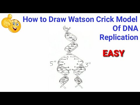 How To Draw Watson Crick Model Of Dna Replication How To Draw Watson And Crick Model Of Dna Youtube