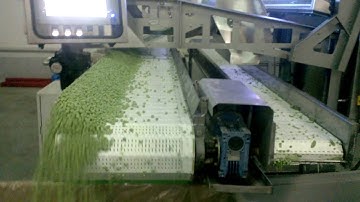 Pea sorting machine Blizzard - TOMRA Sorting