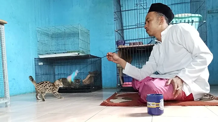 Watch the video about Berapa harga anakan kucing F1 silangan kucing hutan sama bengal#kucinghybrid #cat #breeding #fyp
