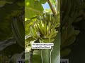 We cant get enough of this banana music  this sound design matches the plant perfectly with