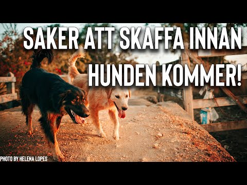 Video: Dog Cafè: där övergivna hundar kan adopteras