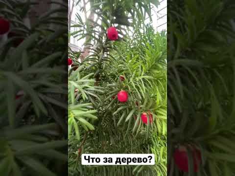 Что за дерево? Или куст?