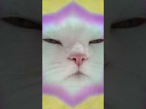 Cat Meditation Ascendance